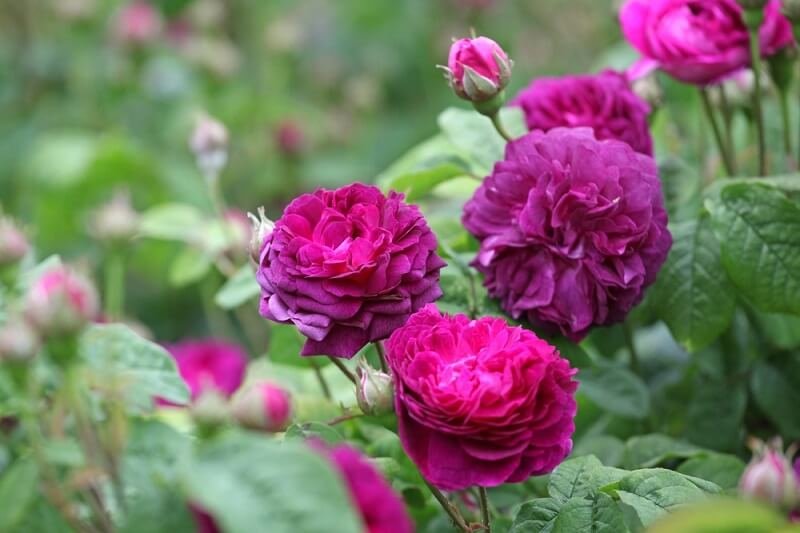 Фиолетовые и сиреневые розы: сорта с описанием и выращивание