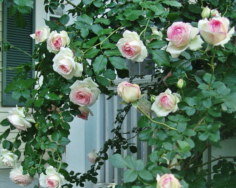 Плетистая роза