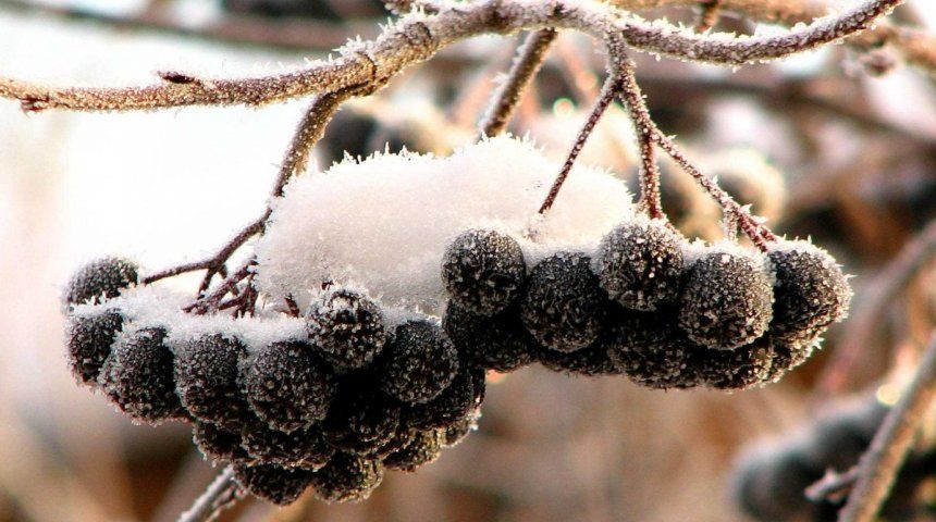 Черные ягоды сохраняются на растении до зимы, пока их не склюют птицы