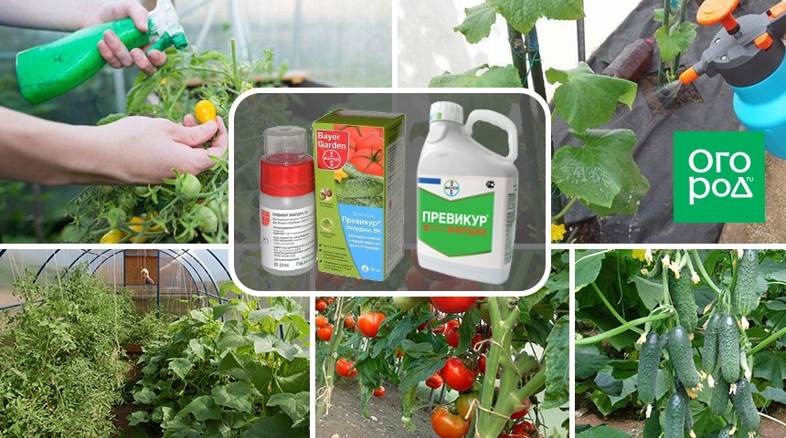 Превикур Энерджи: инструкция по применению и назначение для защиты растений от болезней и вредителей