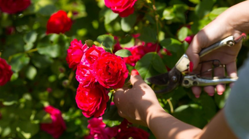 Как правильно подкормить розы весной для роскошного цветения в саду: лучшие советы