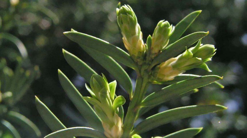 Среди представителей тиса есть двудомные и однодомные растения