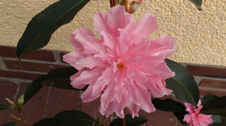 Камелия японская Pink Dahlia