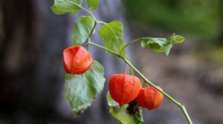 Плоды физалиса, защищенные пузыревидной чашечкой, называют китайскими фонариками, хотя родина этого растения – Япония