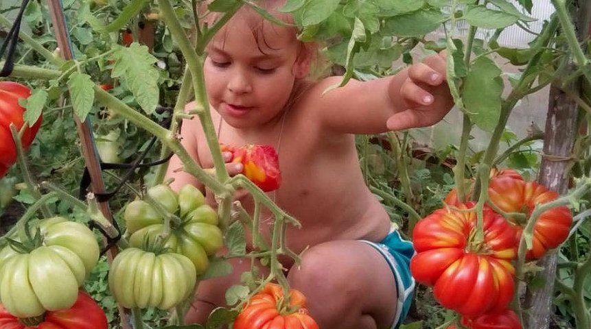 Прятки в кустиках томатов, фото Ани Яндулиной