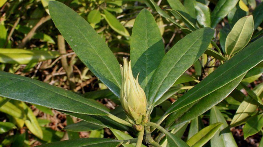 По форме листья рододендрона напоминают удлиненный эллипс