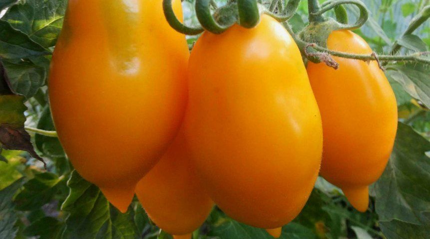 Яркие томаты Ольги из г. Ефремов