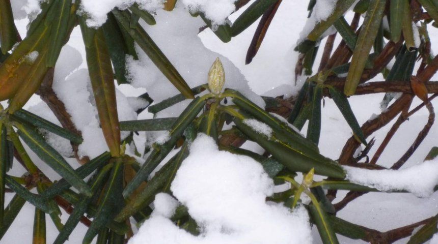 Рододендрон катевбинский уходит под снег с зелеными листьями