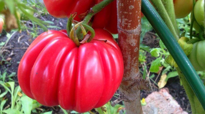 Сочные томаты Галины Лялякиной