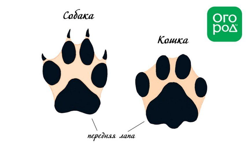 Лапа тройничек. Следы кошки и собаки. След собаки. Лапа собаки. Кошачьи и собачьи следы.