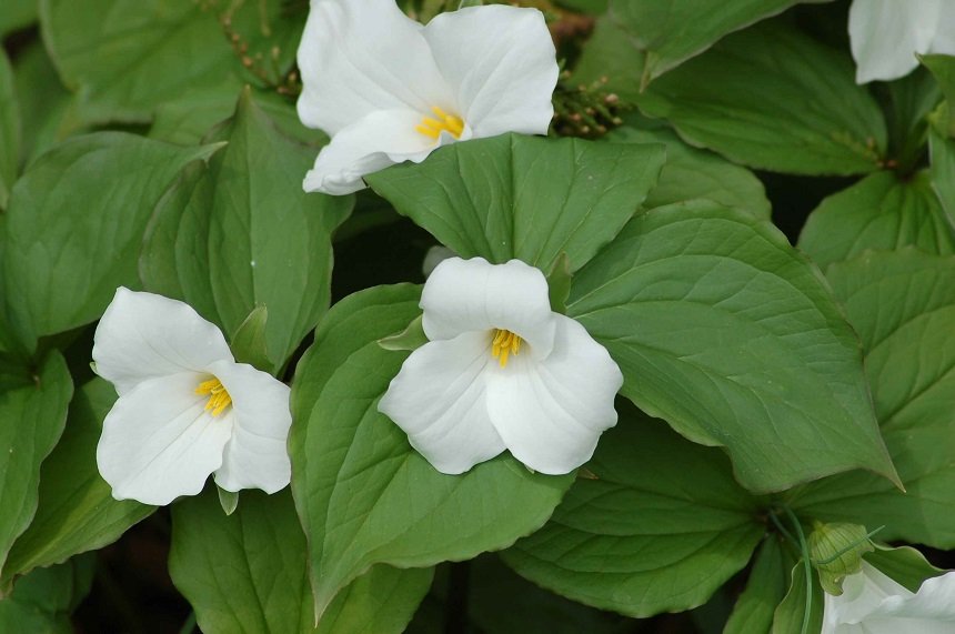 Фу, вонючка! 7 растений с самым неприятным запахом | В цветнике (Огород.ru)
