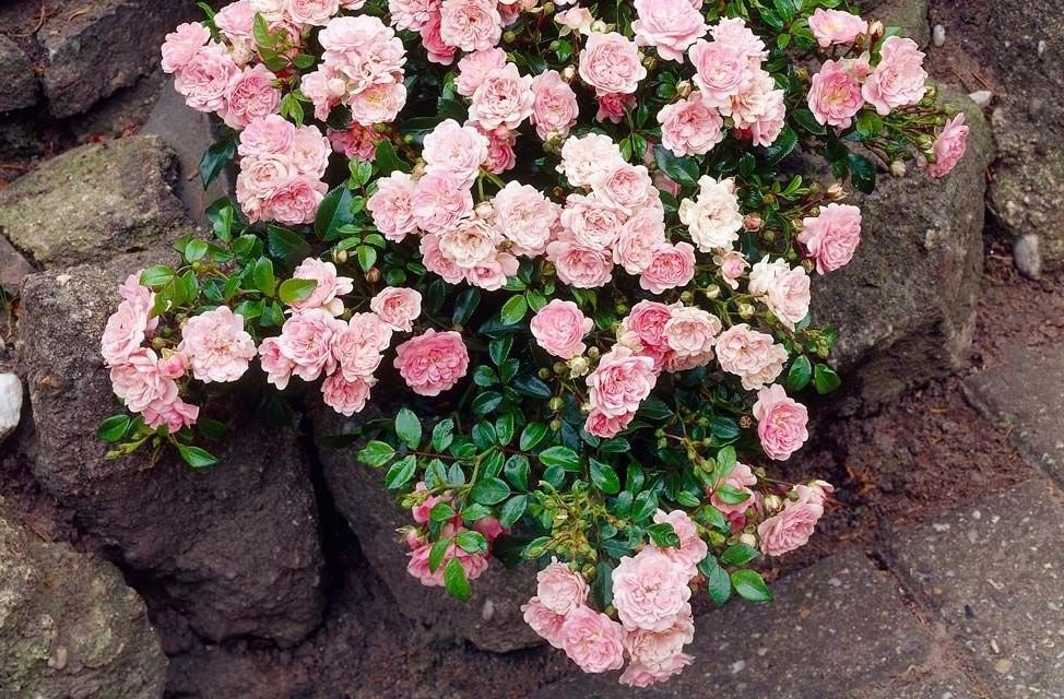 Все о почвопокровных розах: посадка, уход, обрезка, зимовка и лучшие сорта