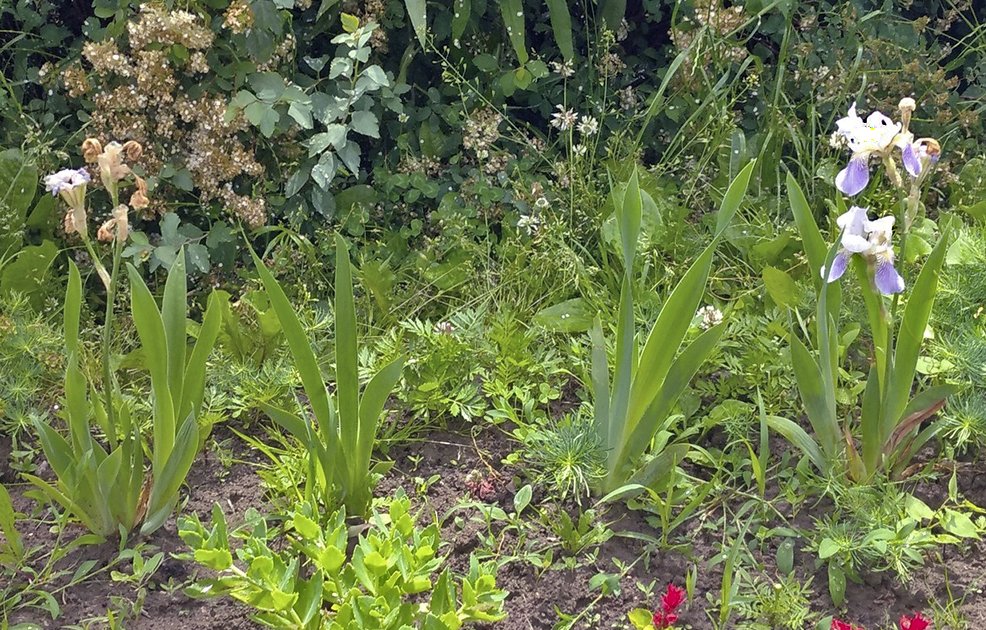 Что делать с ирисами после цветения в саду: советы по уходу, видео