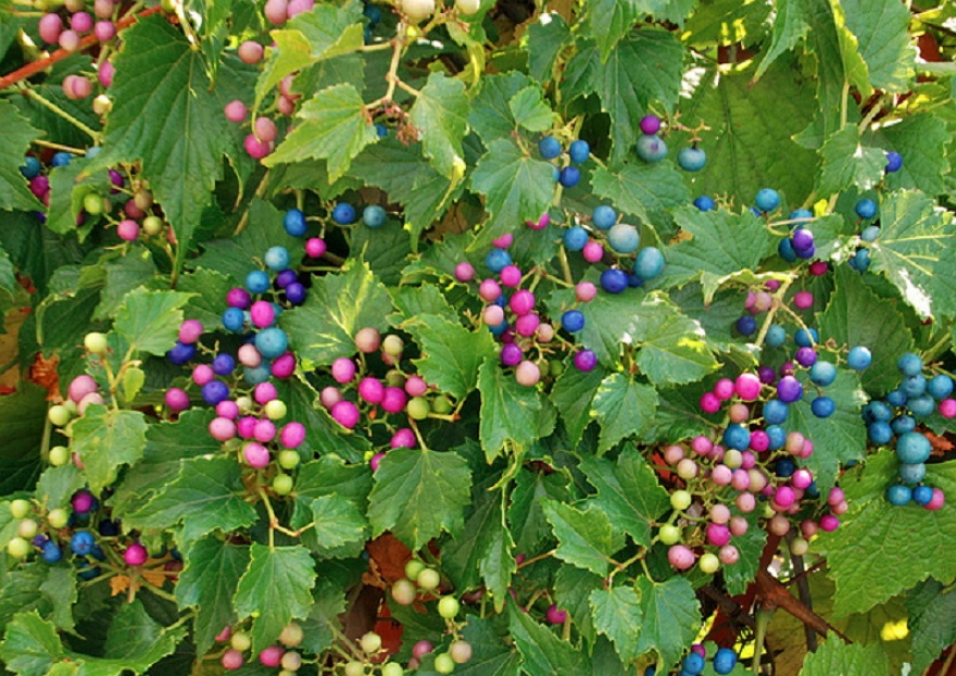 Виноградовник: разнообразие сортов и выращивание ампелопсиса (33 фото)