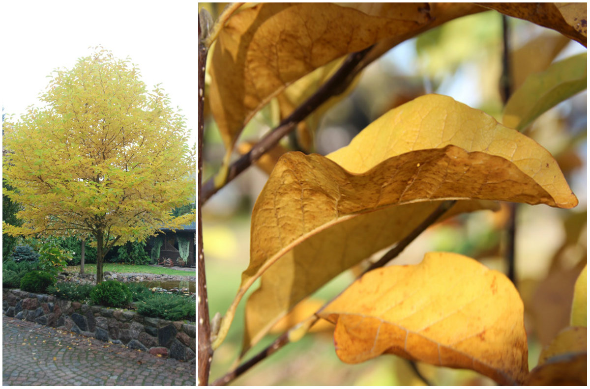 Листья магнолии Кобус осенью