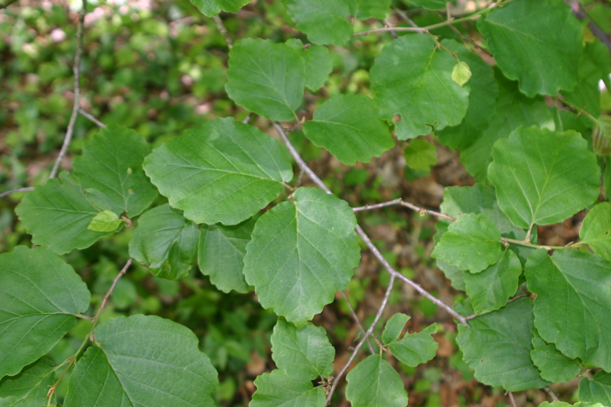 Листья гамамелиса летом