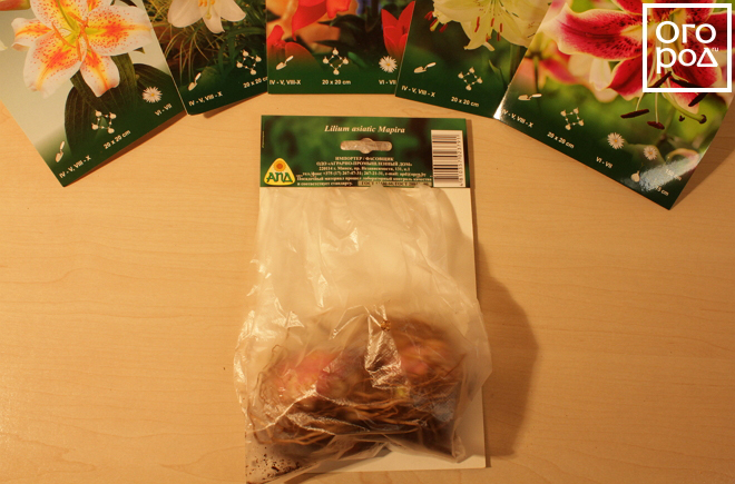 Луковицы лилии в упаковке