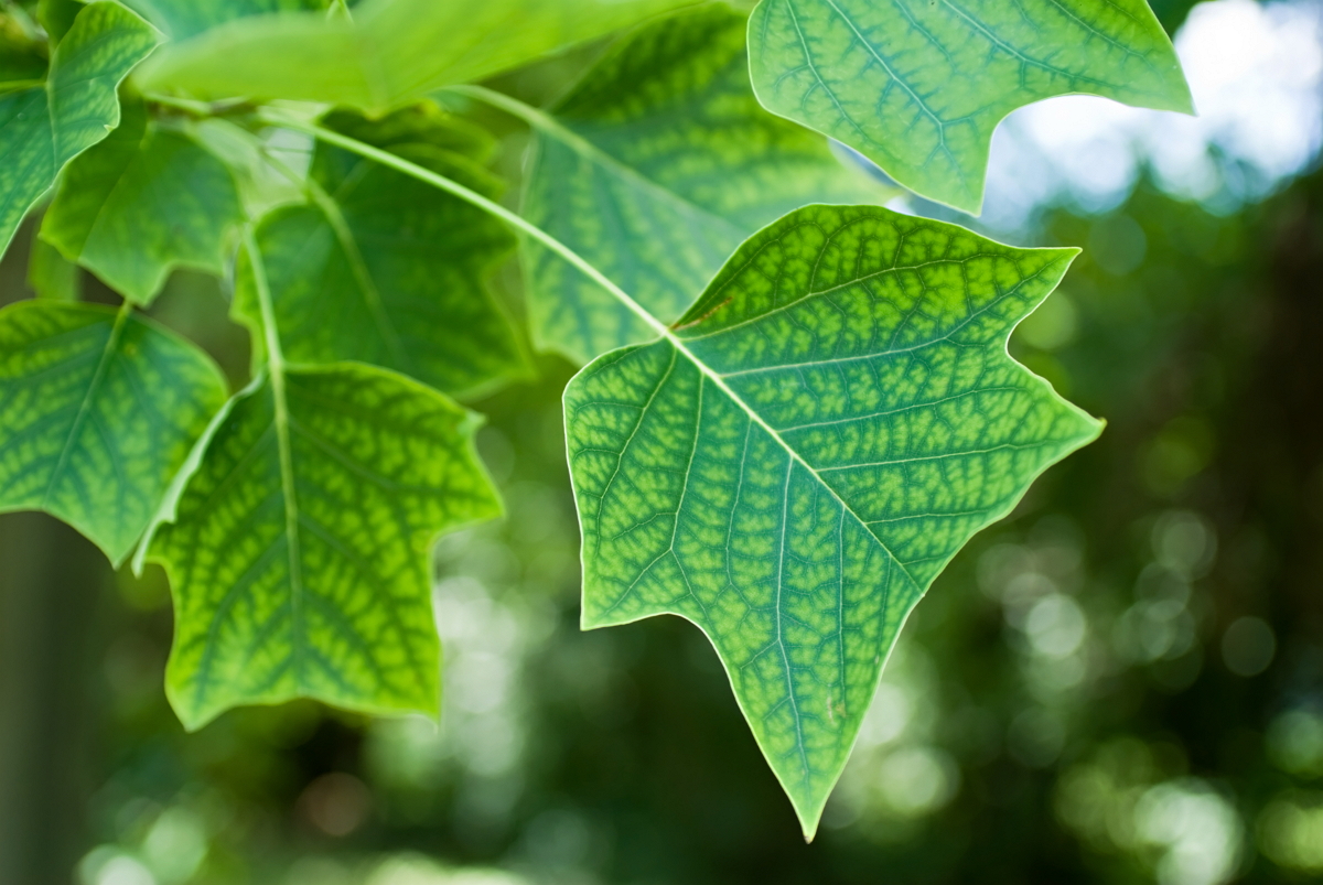 Зеленые листья лириодендрона