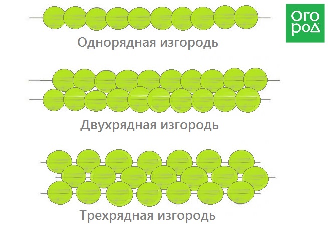 схема посадки живой изгороди