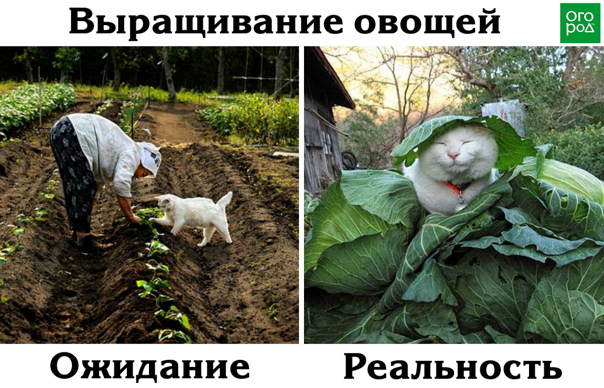 Кот помогает выращивать овощи