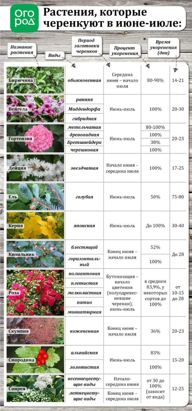 сроки летнего черенкования 