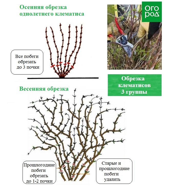 схема обрезки клематис 3 группы обрезки