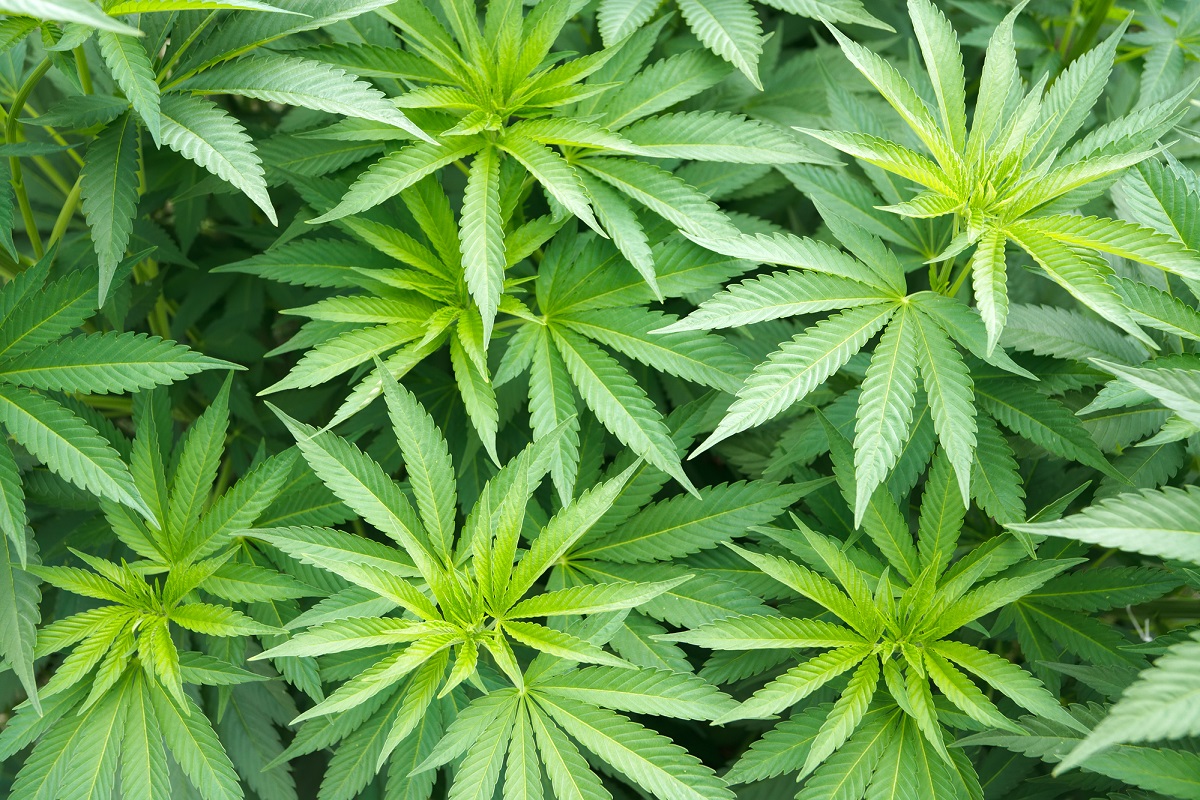 Фотки марихуаны марихуана можно ли курить стебли