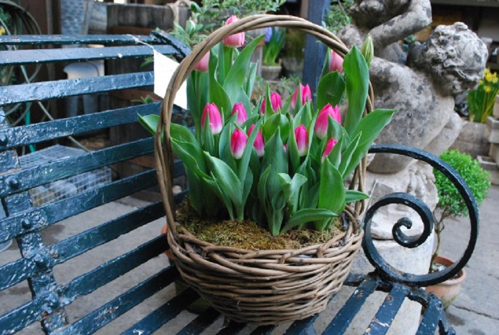 тюльпаны в корзине