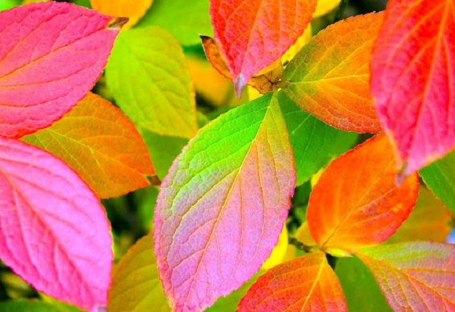 Почему листья осенью окрашиваются в разные цвета?