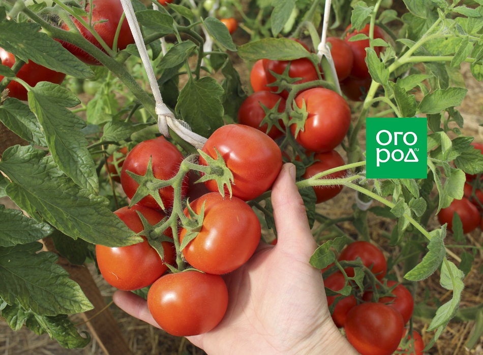 Когда собирать семена с томатов, огурцов, тыквы и других овощей